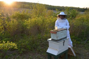 First night home- nuc stayed on top of  new hive