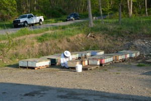 Nucs awaiting their new homes
