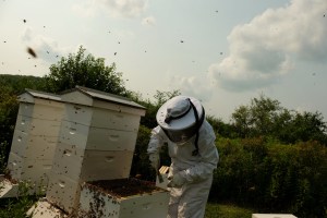 Jenny adding super with bees flying